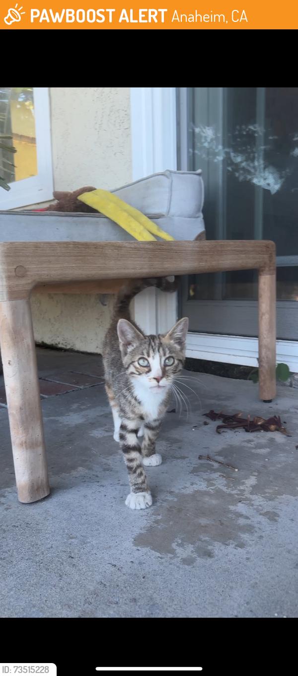 Found/Stray Unknown Cat last seen Londerry Ln, Anaheim Hills 92807, Anaheim, CA 92808