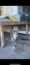 Found/Stray Unknown Cat last seen Londerry Ln, Anaheim Hills 92807, Anaheim, CA 92808