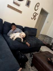 Lost Male Dog last seen Sublet and Royalcrest, Arlington, TX 76017