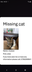 Reunited Female Cat last seen Bickerdike Avenue Manchester, Manchester, England 