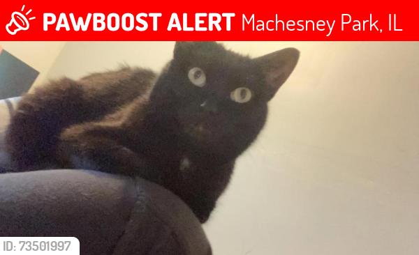 Lost Female Cat last seen E Greenview Ave and the cross road is Waterview, Machesney Park, IL 61111