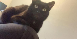 Lost Female Cat last seen E Greenview Ave and the cross road is Waterview, Machesney Park, IL 61111