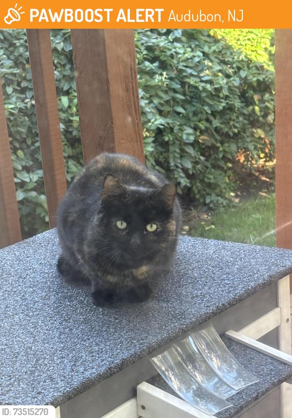 Found/Stray Unknown Cat last seen Near Oak St, Audubon, NJ 08106