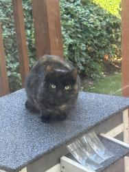 Found/Stray Unknown Cat last seen Near Oak St, Audubon, NJ 08106