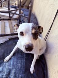 Found/Stray Female Dog last seen 24th street, Bakersfield, CA 93301