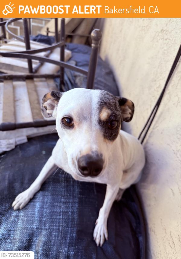 Found/Stray Female Dog last seen 24th street, Bakersfield, CA 93301