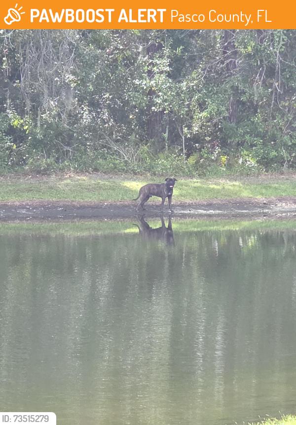 Found/Stray Unknown Dog last seen Gator Lane off 41, Pasco County, FL 34637