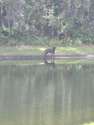 Found/Stray Unknown Dog last seen Gator Lane off 41, Pasco County, FL 34637