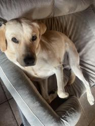 Reunited Male Dog last seen Near the New Hope Publix, Paulding County, GA 30132