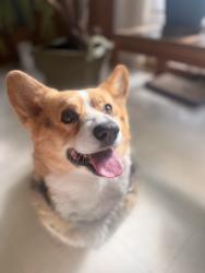 Reunited Male Dog last seen Near Owens Street North, Stillwater, MN 55082