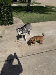 Found/Stray Unknown Dog last seen colonial parkway, Katy, TX 77493