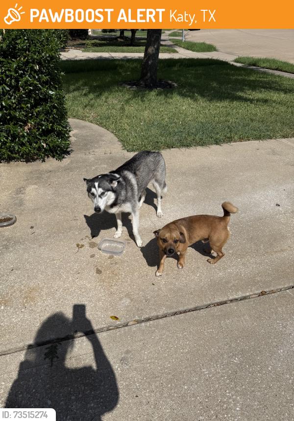 Found/Stray Unknown Dog last seen colonial parkway, Katy, TX 77493