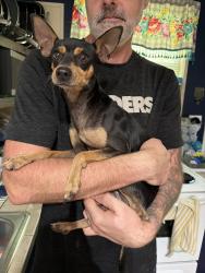 Found/Stray Male Dog last seen Mesquite Trl & Cimmaron Td, Weatherford, TX 76086