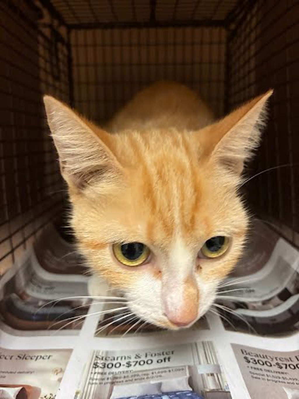 Shelter Stray Unknown Cat last seen Near Diamondback Trail, AUSTIN, TX, 78753, 7201 Levander Loop bldg a, Austin, TX 78702, USA