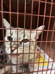 Shelter Stray Unknown Cat last seen Near Gooding Drive, AUSTIN, TX, 78744, 7201 Levander Loop bldg a, Austin, TX 78702, USA