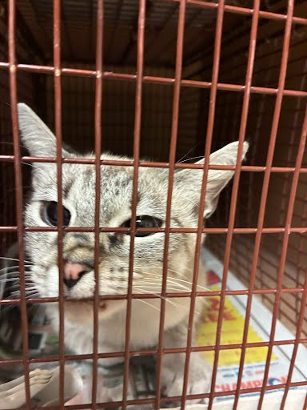 Shelter Stray Unknown Cat last seen Near Gooding Drive, AUSTIN, TX, 78744, 7201 Levander Loop bldg a, Austin, TX 78702, USA