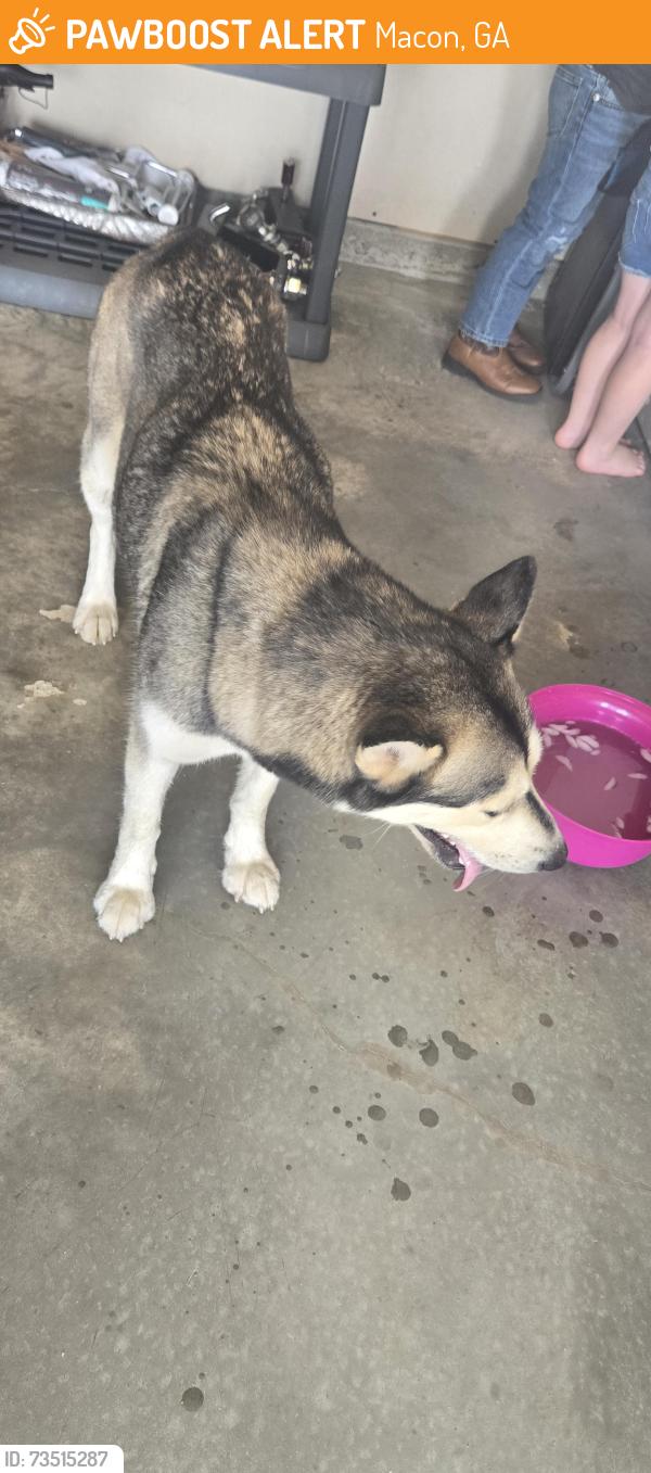 Found/Stray Male Dog last seen Sardis Church Rd, Macon, GA 31216