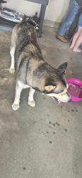 Found/Stray Male Dog last seen Sardis Church Rd, Macon, GA 31216