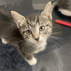 Shelter Stray Female Cat last seen Near Monticello Avenue, BRONX, NY, 10466, 326 E 110th St, New York, NY 10029, USA
