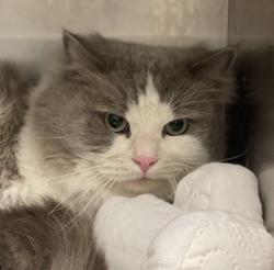 Shelter Stray Male Cat last seen s otis st & virginia ave, Lakewood, CO, 80226, 580 McIntyre St, Golden, CO 80401, USA
