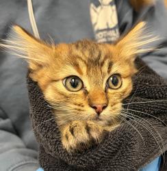 Shelter Stray Female Cat last seen Kipling St & W 72nd Ave, Arvada, CO, 80004, 580 McIntyre St, Golden, CO 80401, USA