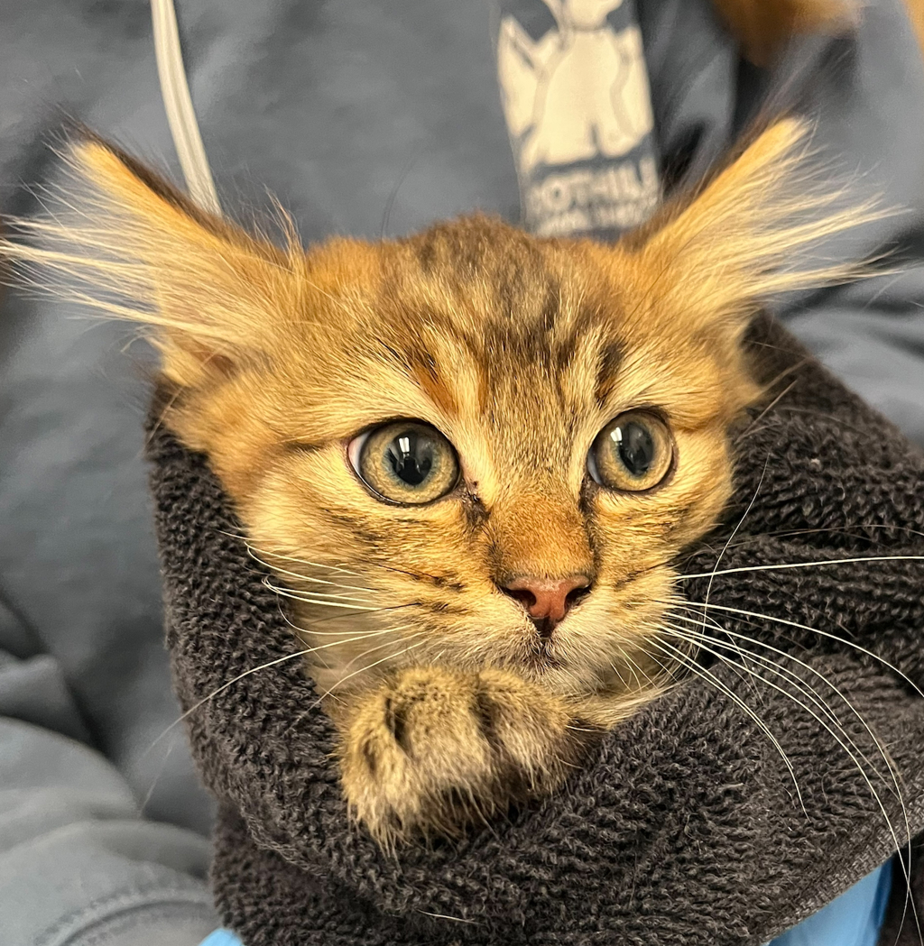 Shelter Stray Female Cat last seen Kipling St & W 72nd Ave, Arvada, CO, 80004, 580 McIntyre St, Golden, CO 80401, USA
