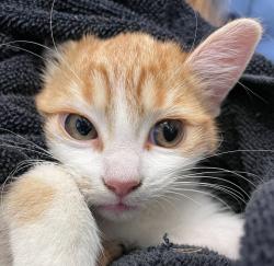 Shelter Stray Female Cat last seen Kipling St & W 72nd Ave, Arvada, CO, 80004, 580 McIntyre St, Golden, CO 80401, USA