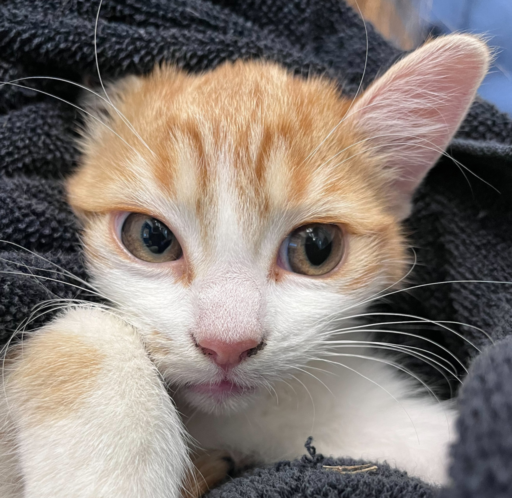 Shelter Stray Female Cat last seen Kipling St & W 72nd Ave, Arvada, CO, 80004, 580 McIntyre St, Golden, CO 80401, USA