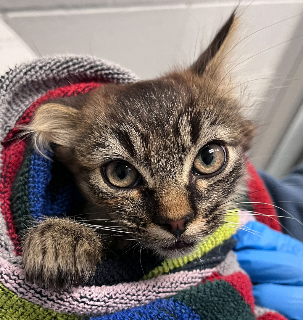 Shelter Stray Female Cat last seen Kipling St & W 72nd Ave, Arvada, CO, 80004, 580 McIntyre St, Golden, CO 80401, USA