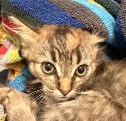 Shelter Stray Female Cat last seen Kipling St & W 72nd Ave, Arvada, CO, 80004, 580 McIntyre St, Golden, CO 80401, USA
