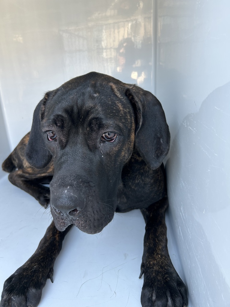 Shelter Stray Female Dog last seen Near Whitney Court, VIRGINIA BEACH, VA, 23453, 341 S Birdneck Rd, Virginia Beach, VA 23451, USA