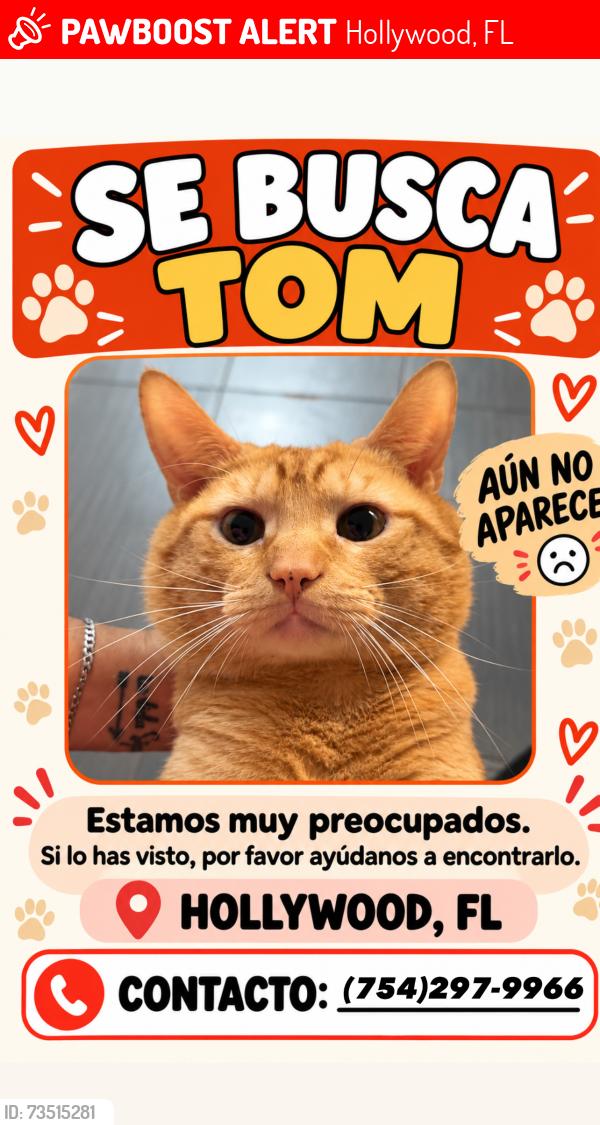 Lost Male Cat last seen Wawa U.S. 1, Hollywood, FL 33020