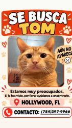 Lost Male Cat last seen Wawa U.S. 1, Hollywood, FL 33020