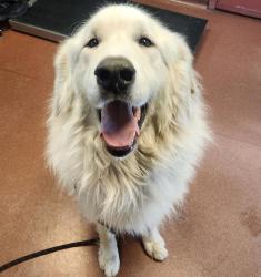 Shelter Stray Male Dog last seen Thornally Drive, SAN LEANDRO, CA, 94578, 8323 Baldwin St, Oakland, CA 94621, USA