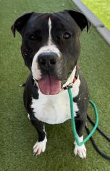 Shelter Stray Male Dog last seen Near E Zenith Avenue, MILLCREEK, UT, 84106, 511 W 3900 S, Salt Lake City, UT 84123, USA