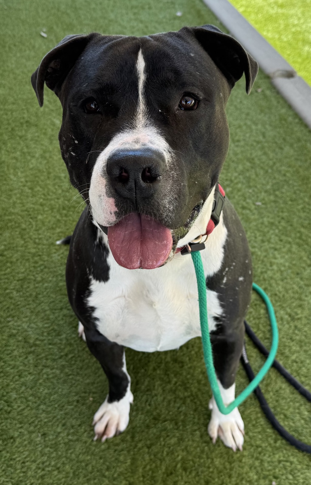 Shelter Stray Male Dog last seen Near E Zenith Avenue, MILLCREEK, UT, 84106, 511 W 3900 S, Salt Lake City, UT 84123, USA