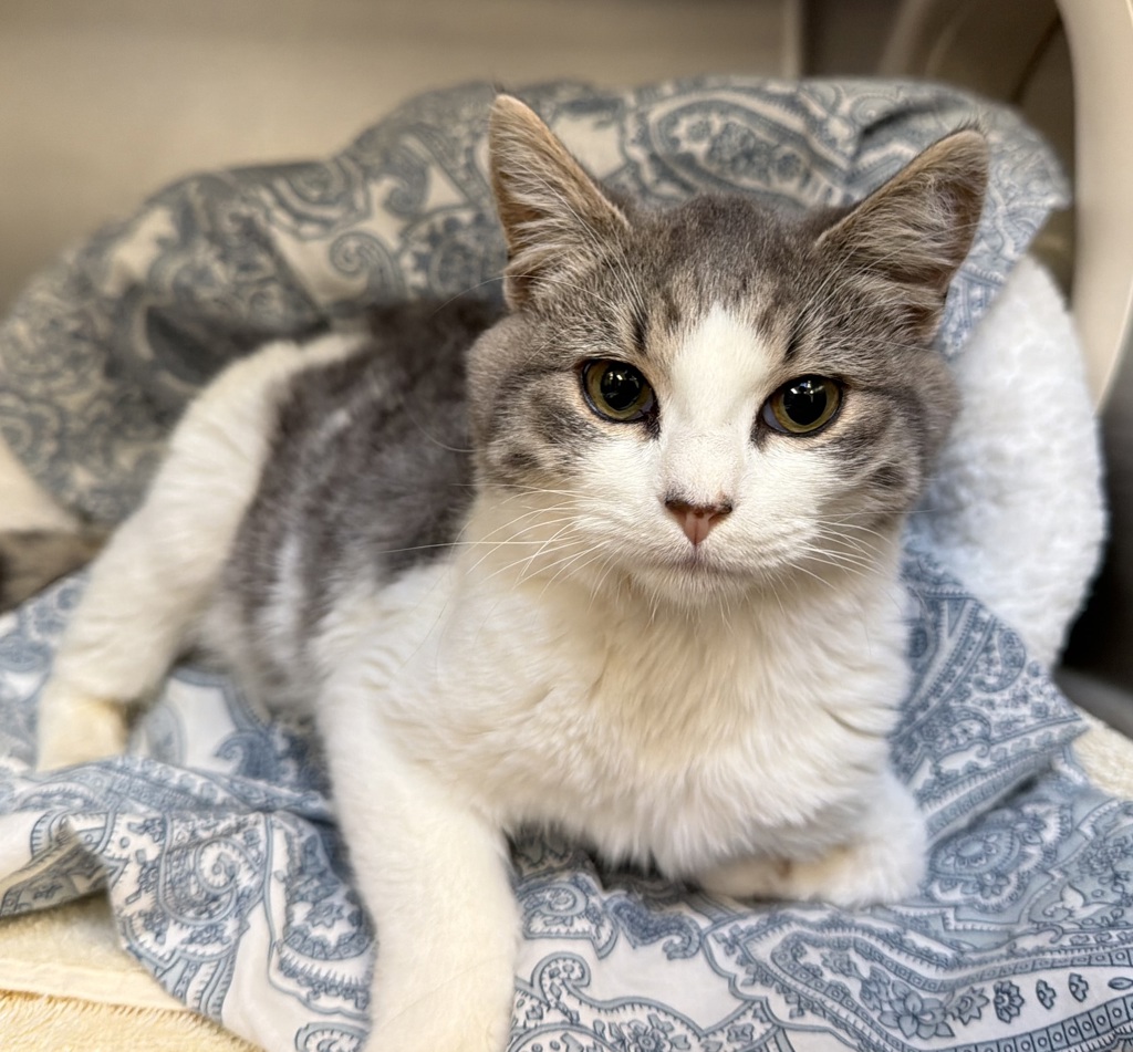 Shelter Stray Male Cat last seen E Woodard and NE Ogden, TROUTDALE, OR, 97060, 1700 W Historic Columbia River Hwy, Troutdale, OR 97060, USA