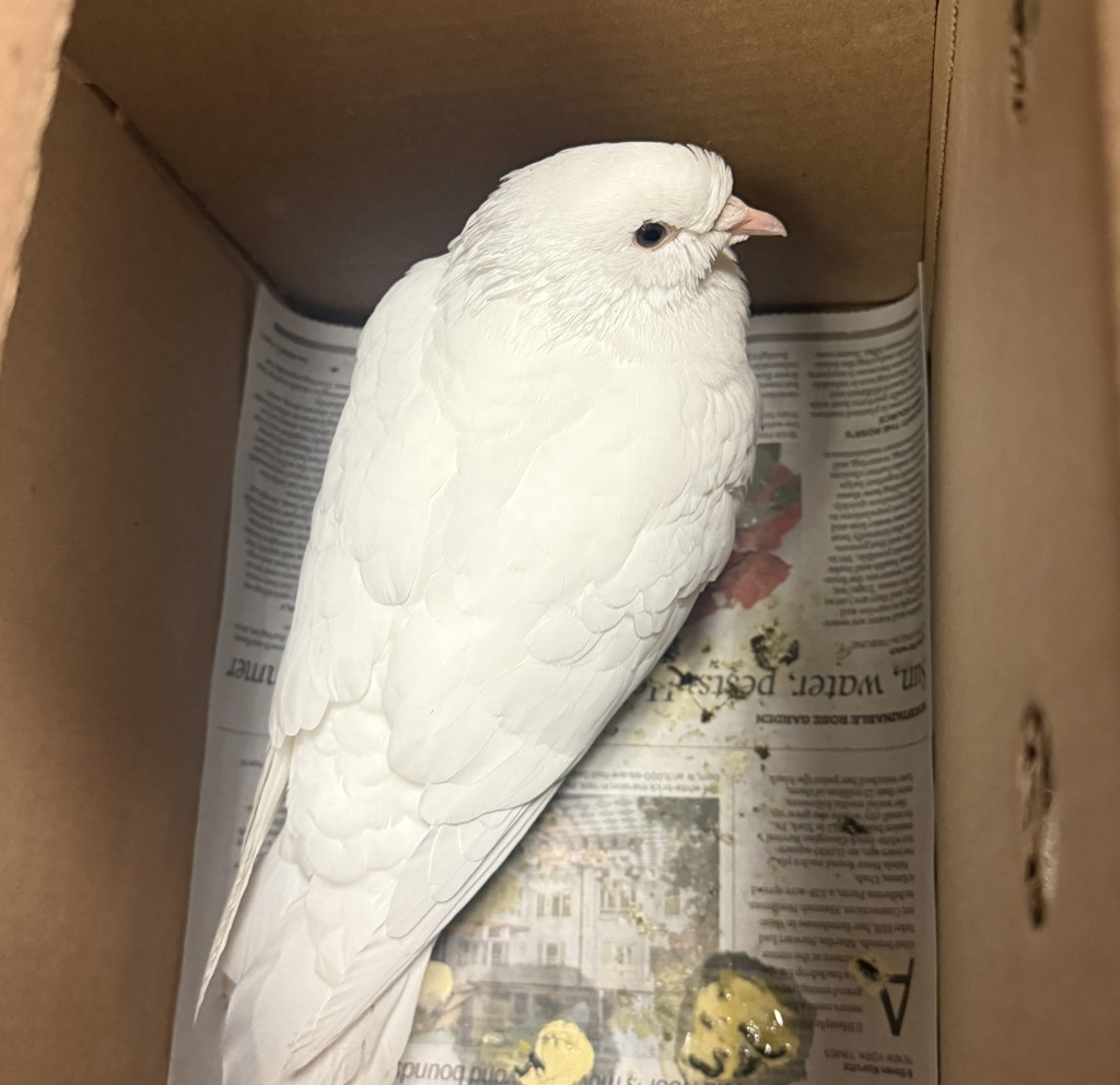 Shelter Stray Unknown Bird last seen 25th Street, San Diego, CA, 92102, 5500 Gaines St, San Diego, CA 92110, USA