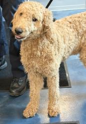 Shelter Stray Male Dog last seen Near Westhampton Road, SOUTHFIELD, MI, 48075, 1200 N Telegraph Building 42E, Pontiac, MI 48340, USA