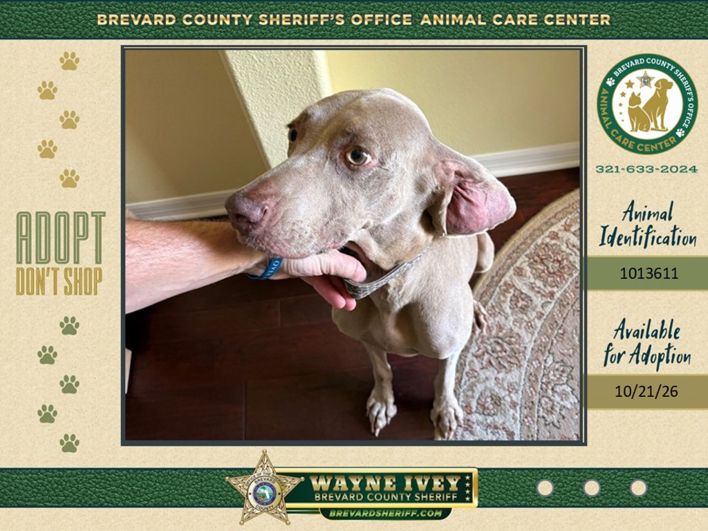Shelter Stray Female Dog last seen FL, 5100 W Eau Gallie Blvd, Melbourne, FL 32934, USA