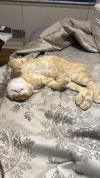 Lost Male Cat last seen Dogwood Farms, Stonecrest, GA 30038