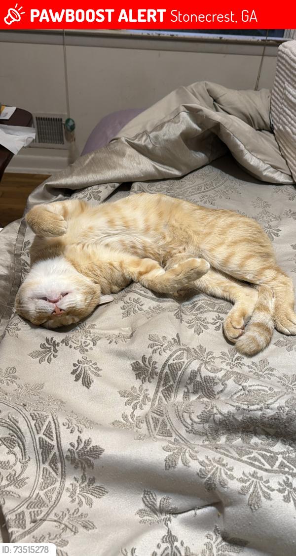 Lost Male Cat last seen Dogwood Farms, Stonecrest, GA 30038