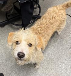 Shelter Stray Male Dog last seen N Ash Street, Escondido, CA, 92025, Escondido, CA 92027, USA