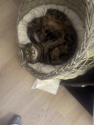 Lost Male Cat last seen West Braddock Rd, Alexandria, VA 22311