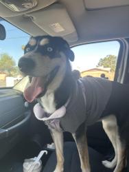 Reunited Female Dog last seen 23rd Ave and union hills, Phoenix, AZ 85027