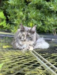 Reunited Female Cat last seen Post Office Road - School Road end, Frettenham, England NR12 7AB