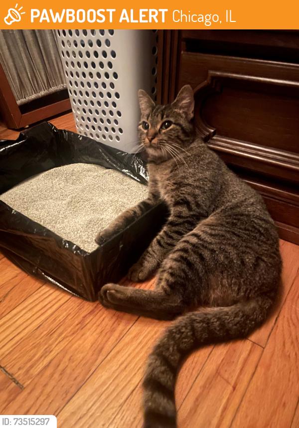 Found/Stray Female Cat last seen northwest corner of Monticello Ave and Fullerton past car/dumpster rental place, Chicago, IL 60647