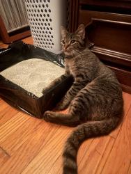 Found/Stray Female Cat last seen northwest corner of Monticello Ave and Fullerton past car/dumpster rental place, Chicago, IL 60647