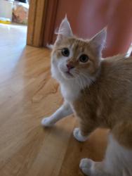 Reunited Female Cat last seen Near 35 Ave SE, Calgary, AB T2B 2J5