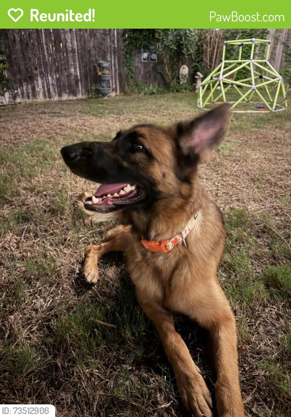 Reunited Female Dog last seen Ash ln and cedar elm, Corinth, TX 76210